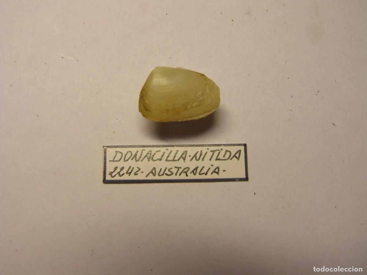 Coleccionismo de moluscos: Bivalvo shell donacilla nitida. Australia. - Foto 3