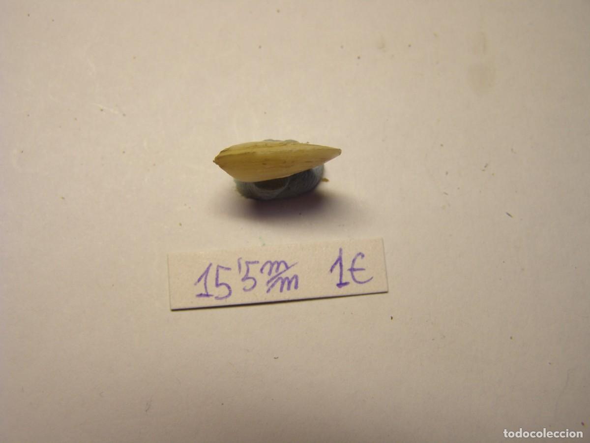 Coleccionismo de moluscos: Bivalvo shell donacilla nitida. Australia. - Foto 4