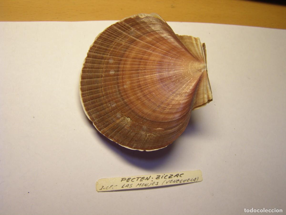 Coleccionismo de moluscos: Bivalvo shell pecten ziczac. Venezuela.