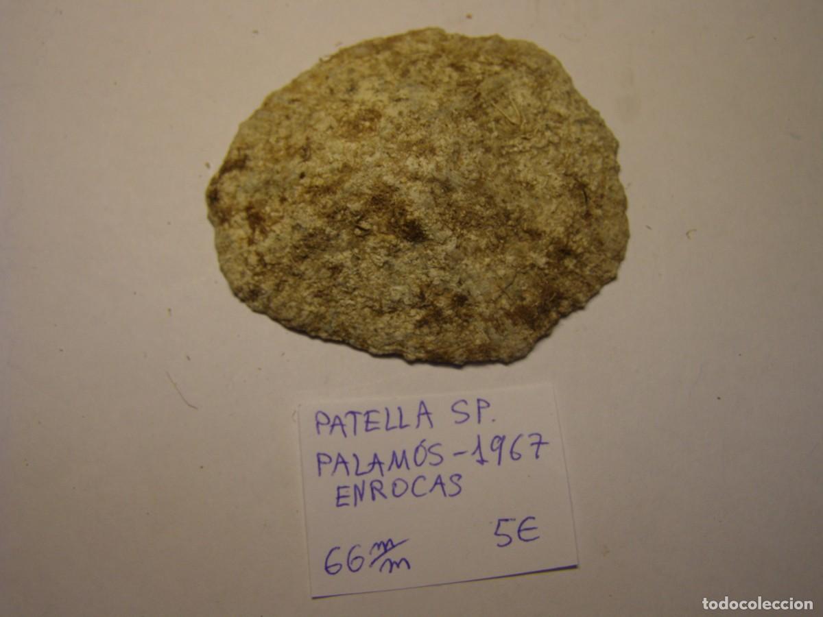 Coleccionismo de moluscos: Caracol snail shell patella sp. Palam&oacute;s, Girona.