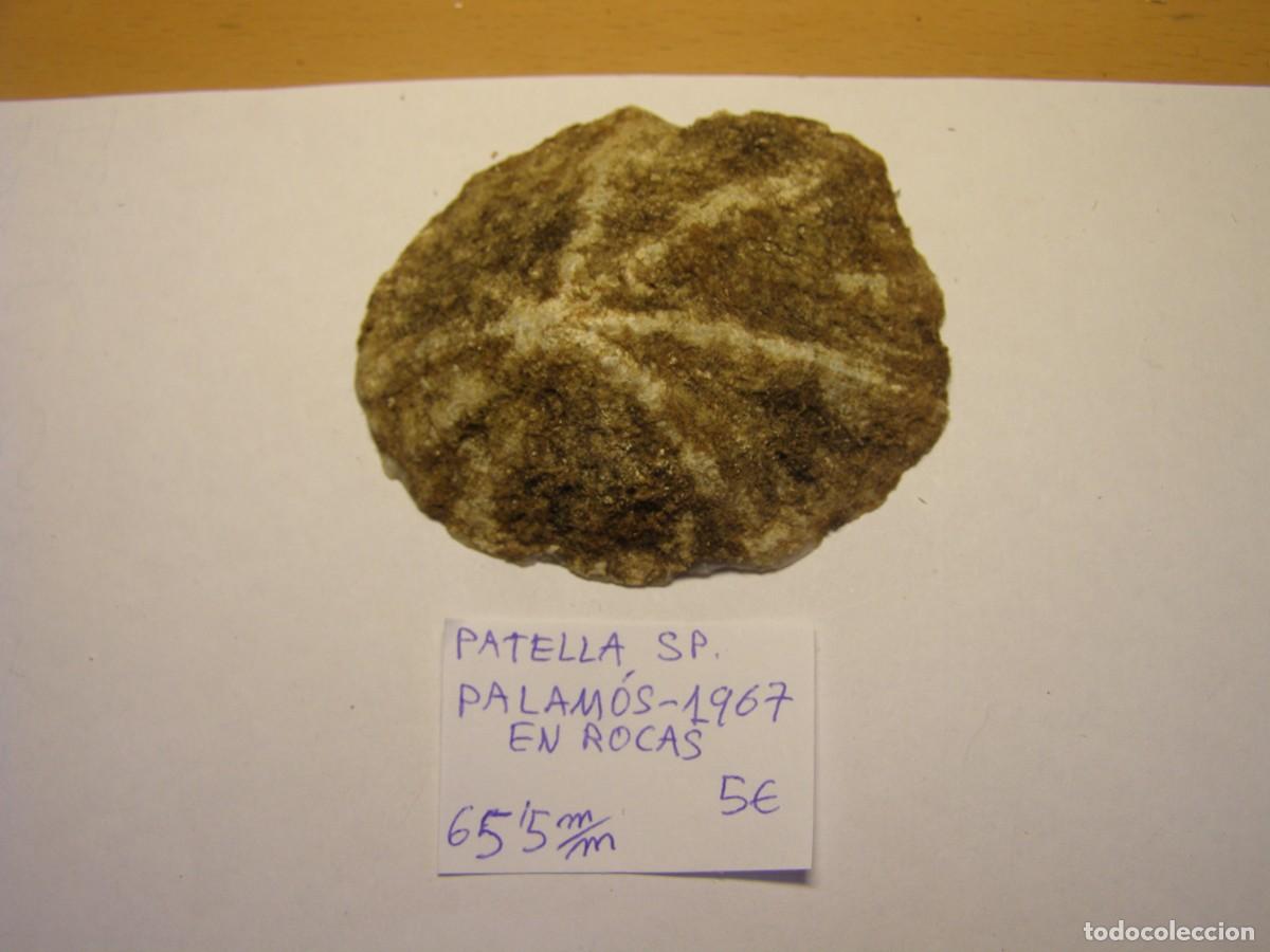 Coleccionismo de moluscos: Caracol snail shell patella sp. Palam&oacute;s, Girona.