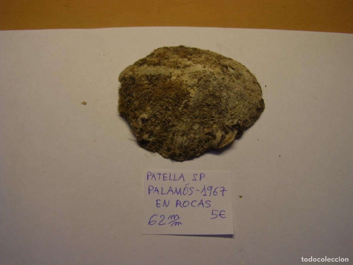 Coleccionismo de moluscos: Caracol snail shell patella sp. Palam&oacute;s, Girona.