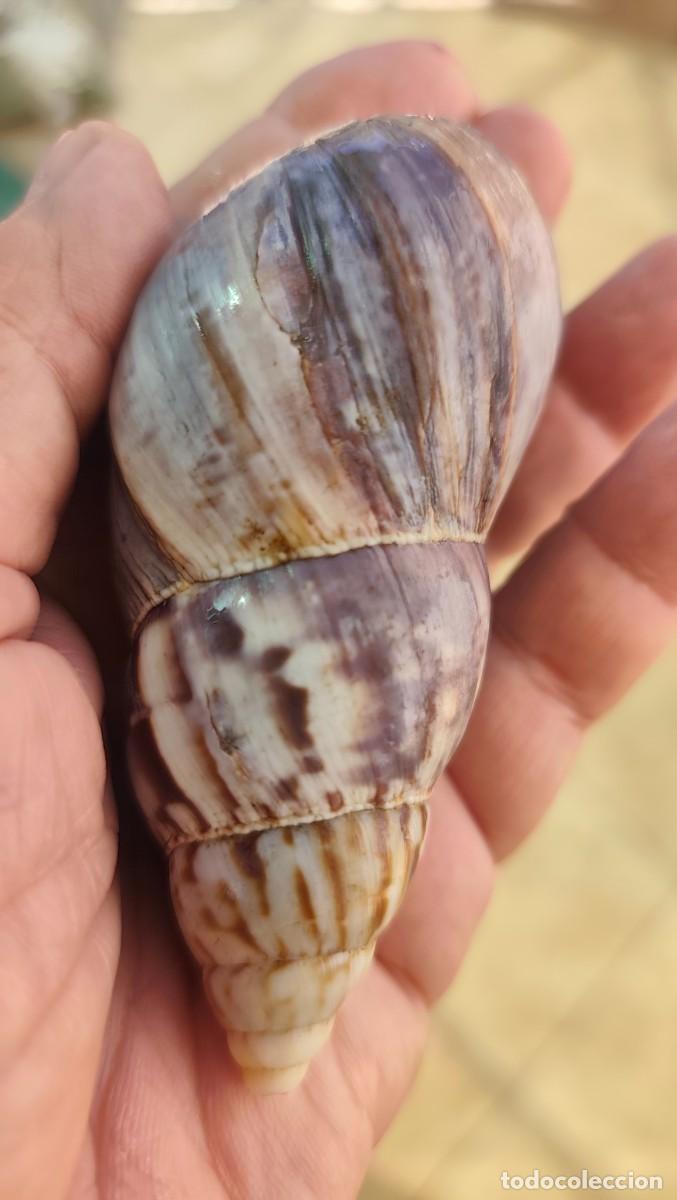 Coleccionismo de moluscos: CONCHA DE CARACOL GIGANTE ACHATINA ACHATINA - FOTOS ADICIONALES