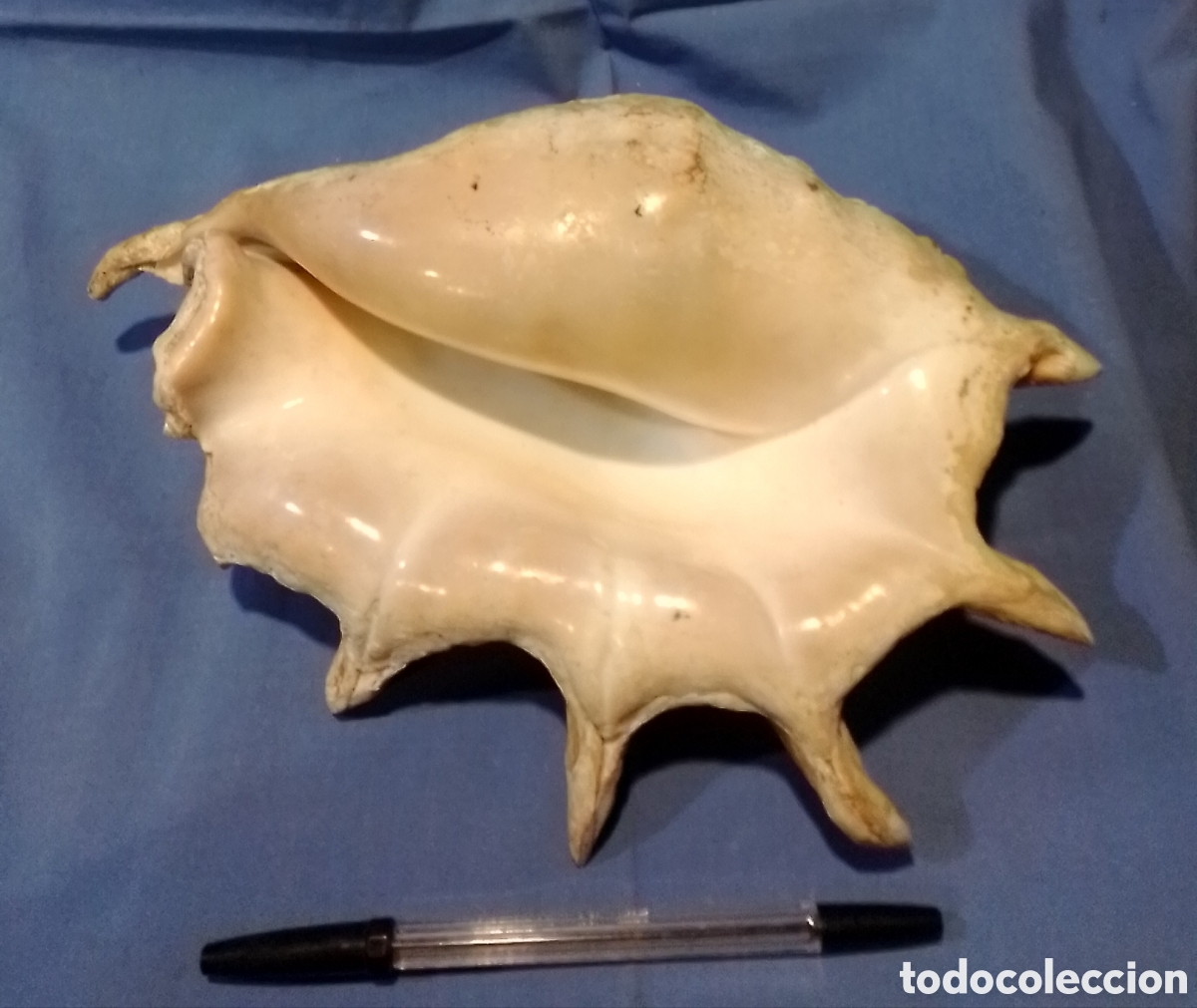 Coleccionismo de moluscos: Caracola decorativa 31x22cm