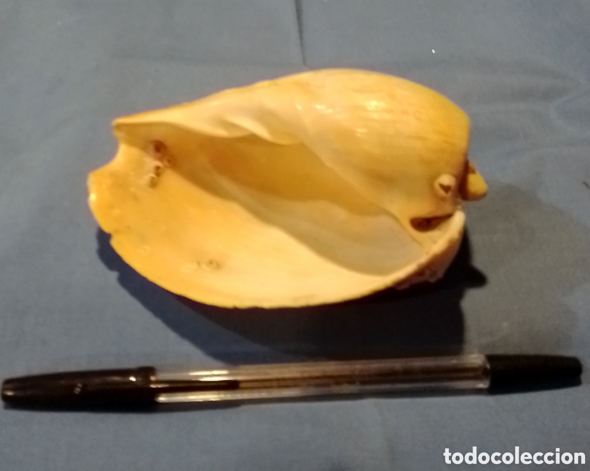 Coleccionismo de moluscos: Caracola decorativa 13x8cm