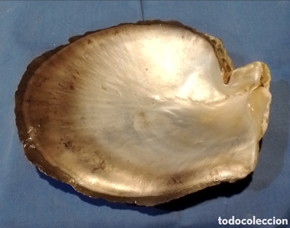 Coleccionismo de moluscos: Concha marina 17x15cm - Foto 2