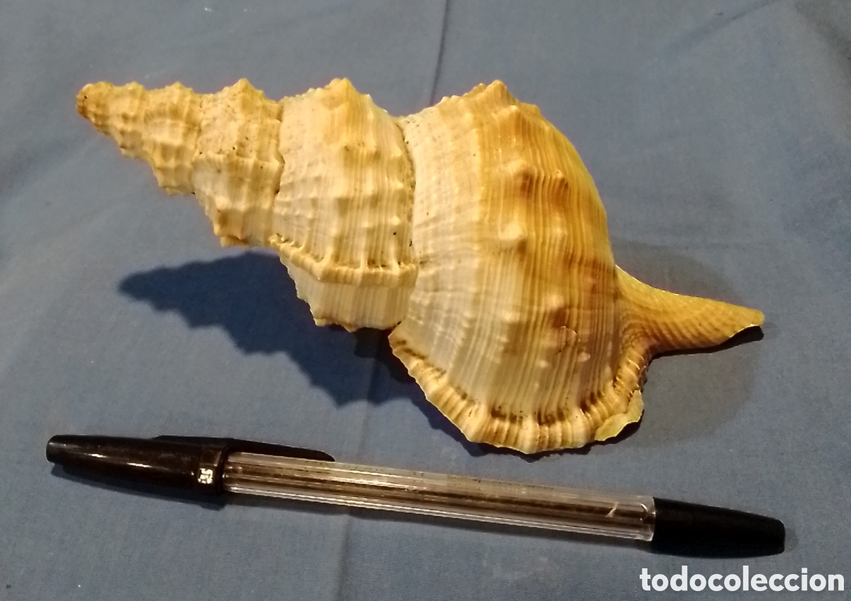 Coleccionismo de moluscos: Caracola marina 20x9cm