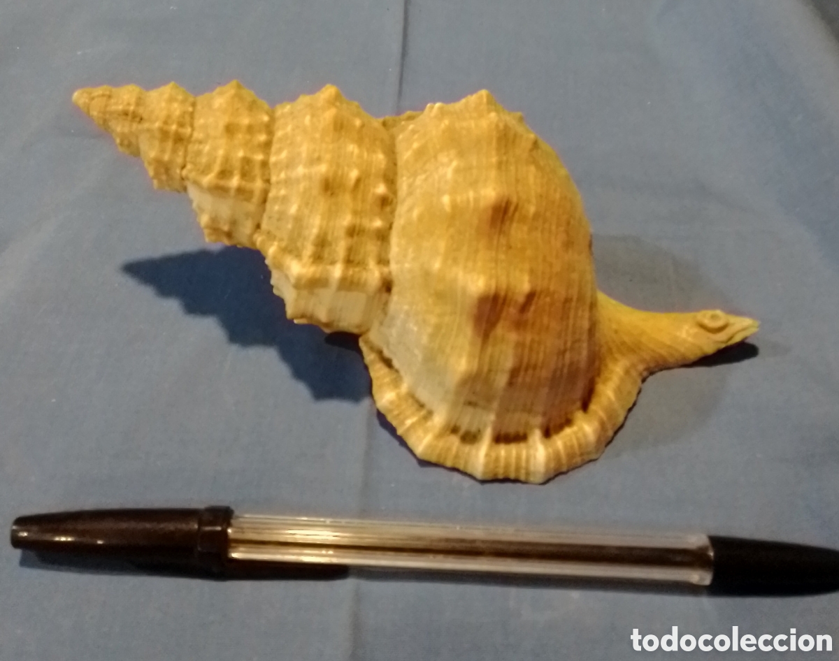Coleccionismo de moluscos: Caracola marina 19x9cm