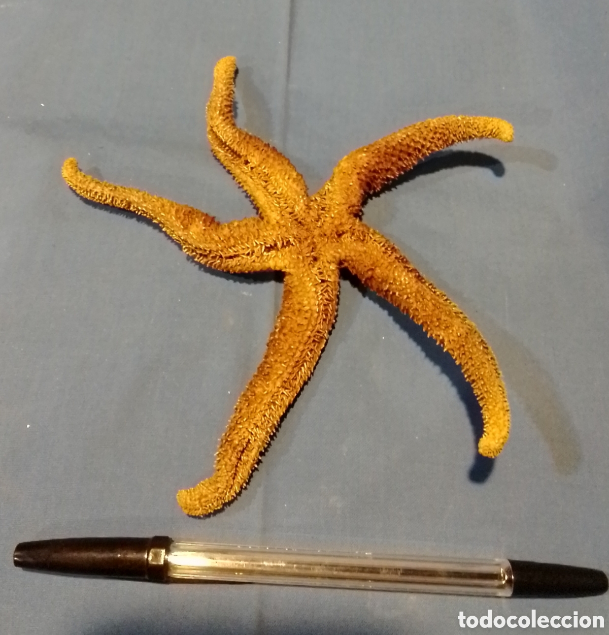 Coleccionismo de moluscos: Estrella de mar 19cm - Foto 2