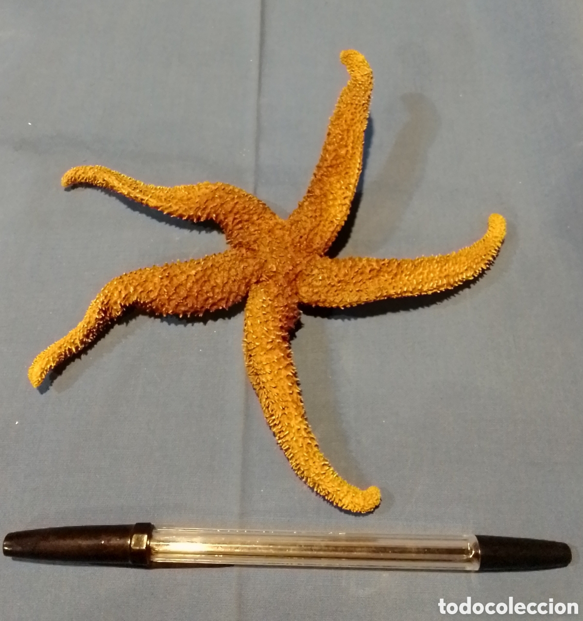 Coleccionismo de moluscos: Estrella de mar 19cm