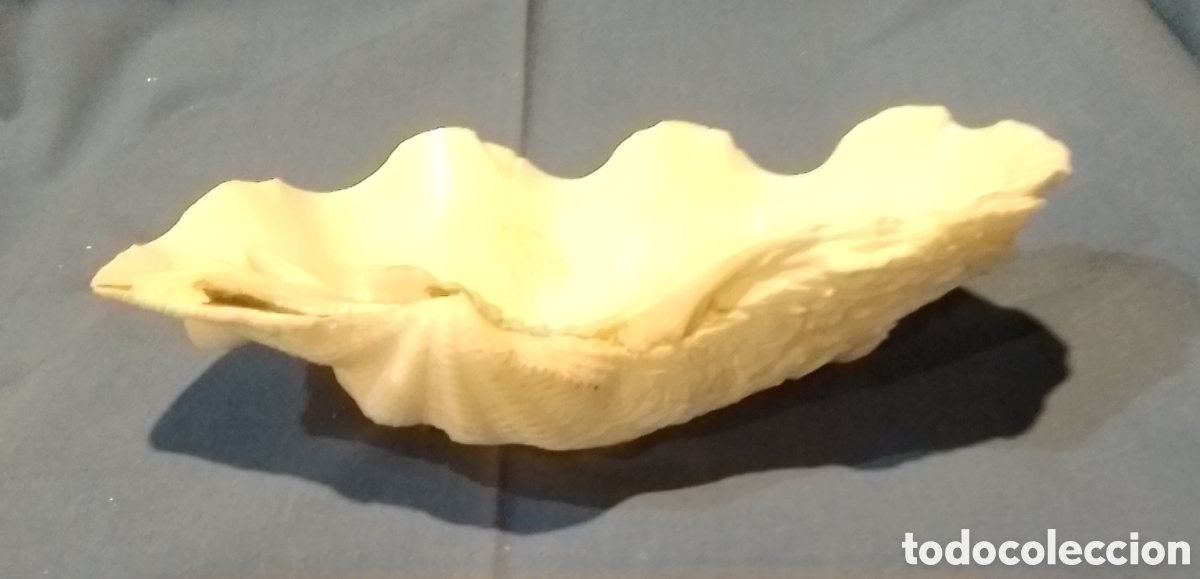 Coleccionismo de moluscos: Concha marina 17x9,5cm - Foto 4