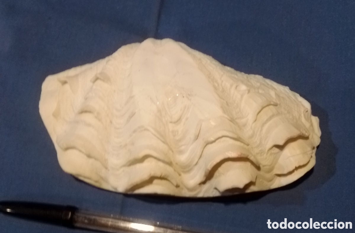 Coleccionismo de moluscos: Concha marina 17x9,5cm - Foto 5
