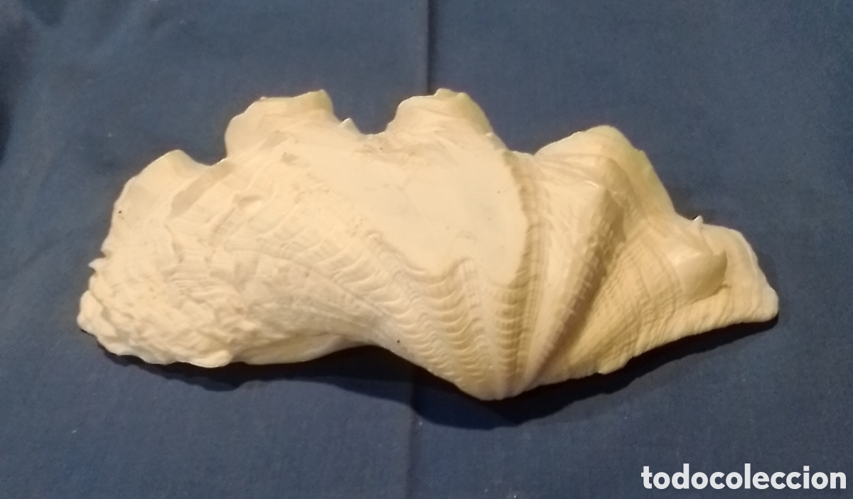 Coleccionismo de moluscos: Concha marina 17x9,5cm - Foto 6