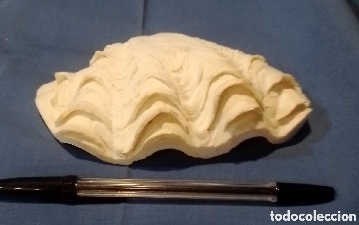 Coleccionismo de moluscos: Concha marina 17x9,5cm