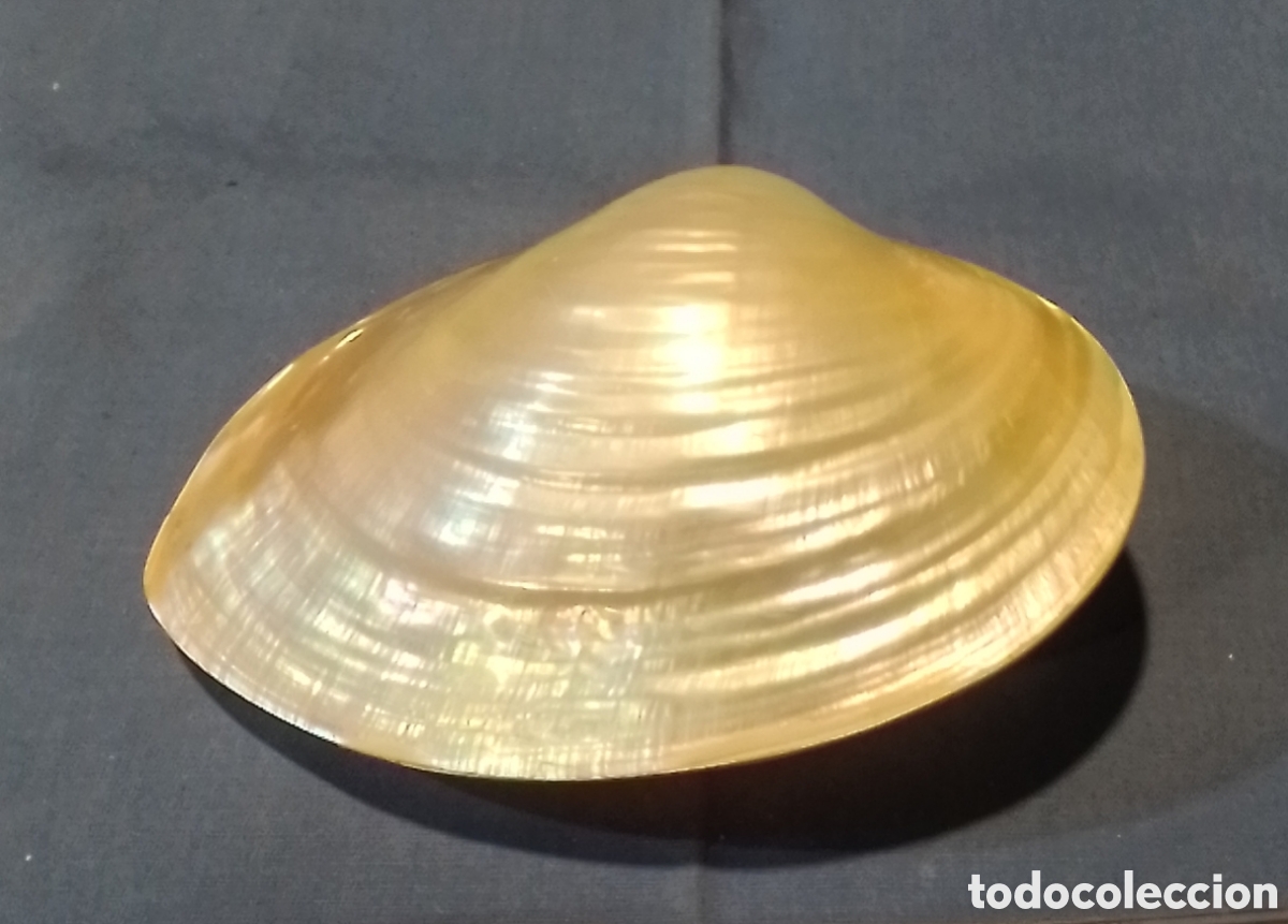 Coleccionismo de moluscos: Concha marina 12x8cm - Foto 2