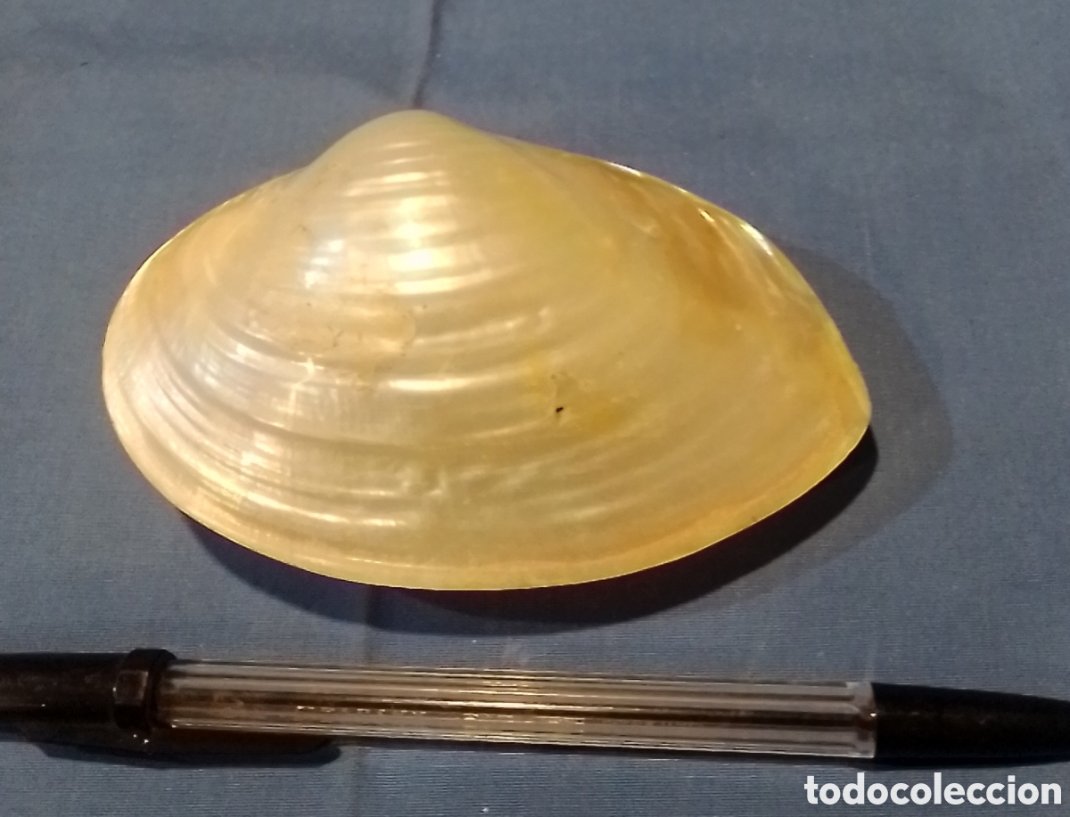 Coleccionismo de moluscos: Concha marina 12x8cm - Foto 1