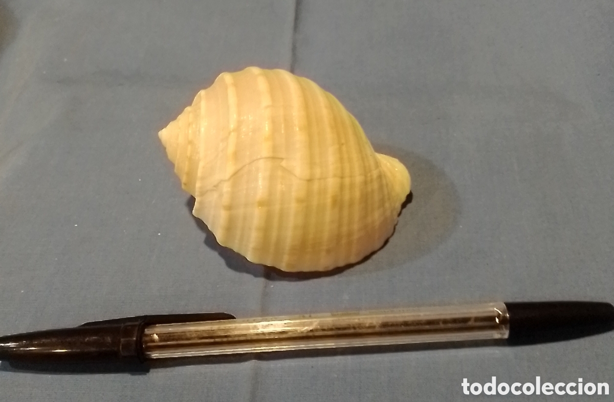 Coleccionismo de moluscos: Caracola marina 8x6,5cm