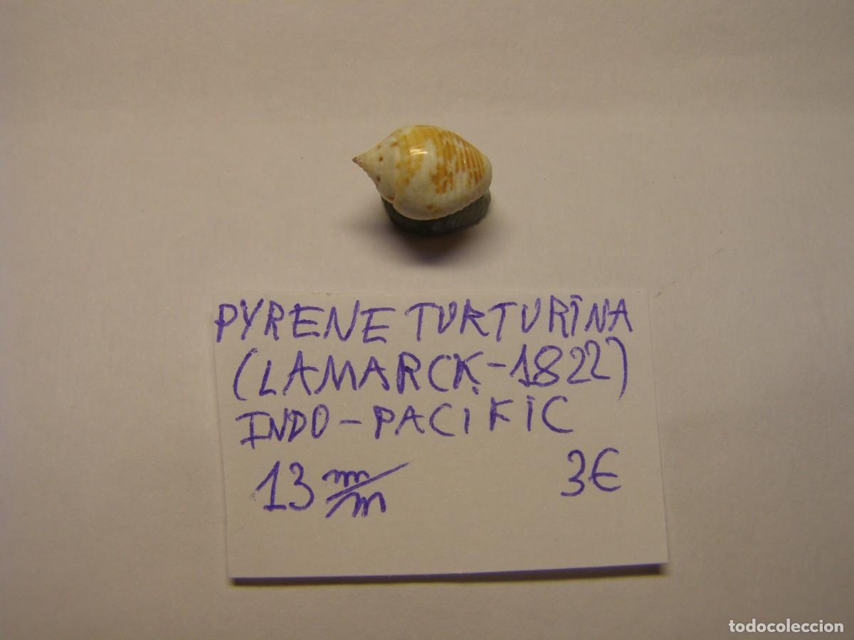 Coleccionismo de moluscos: Caracol snail shell pyrene turturina. Indo Pac&iacute;fico.