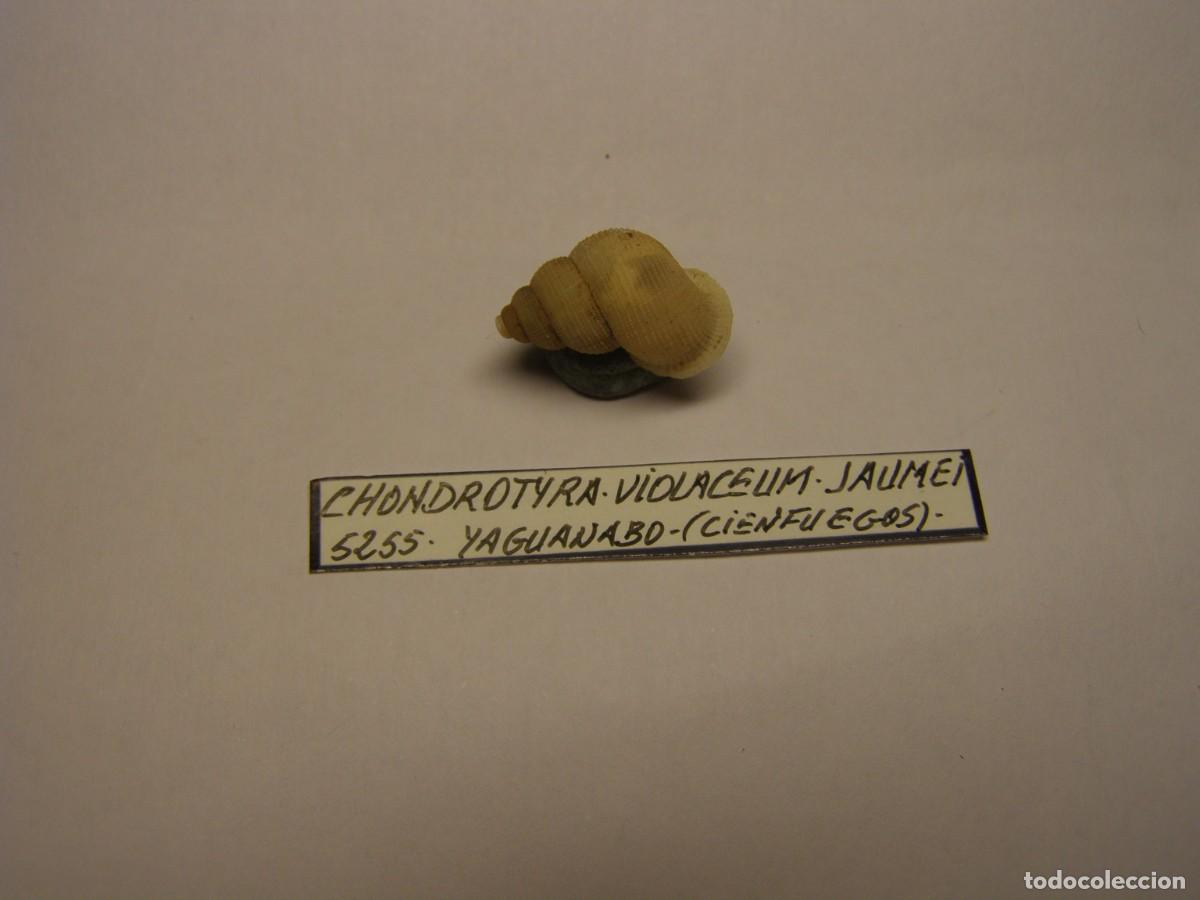 Coleccionismo de moluscos: Caracol snail shell chondrotyra violaceum jaumei. Cuba.