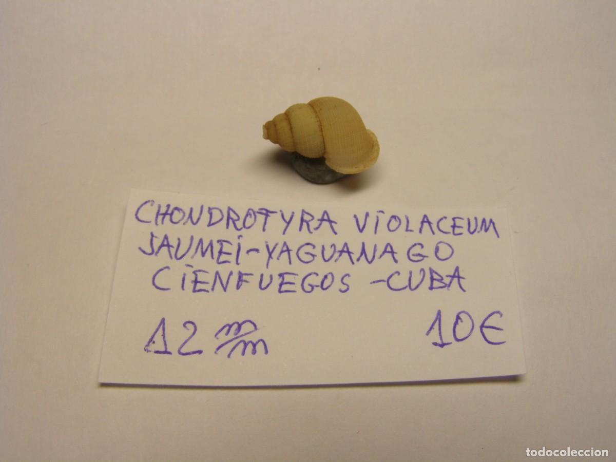 Coleccionismo de moluscos: Caracol snail shell chondrotyra violaceum jaumei. Cuba.