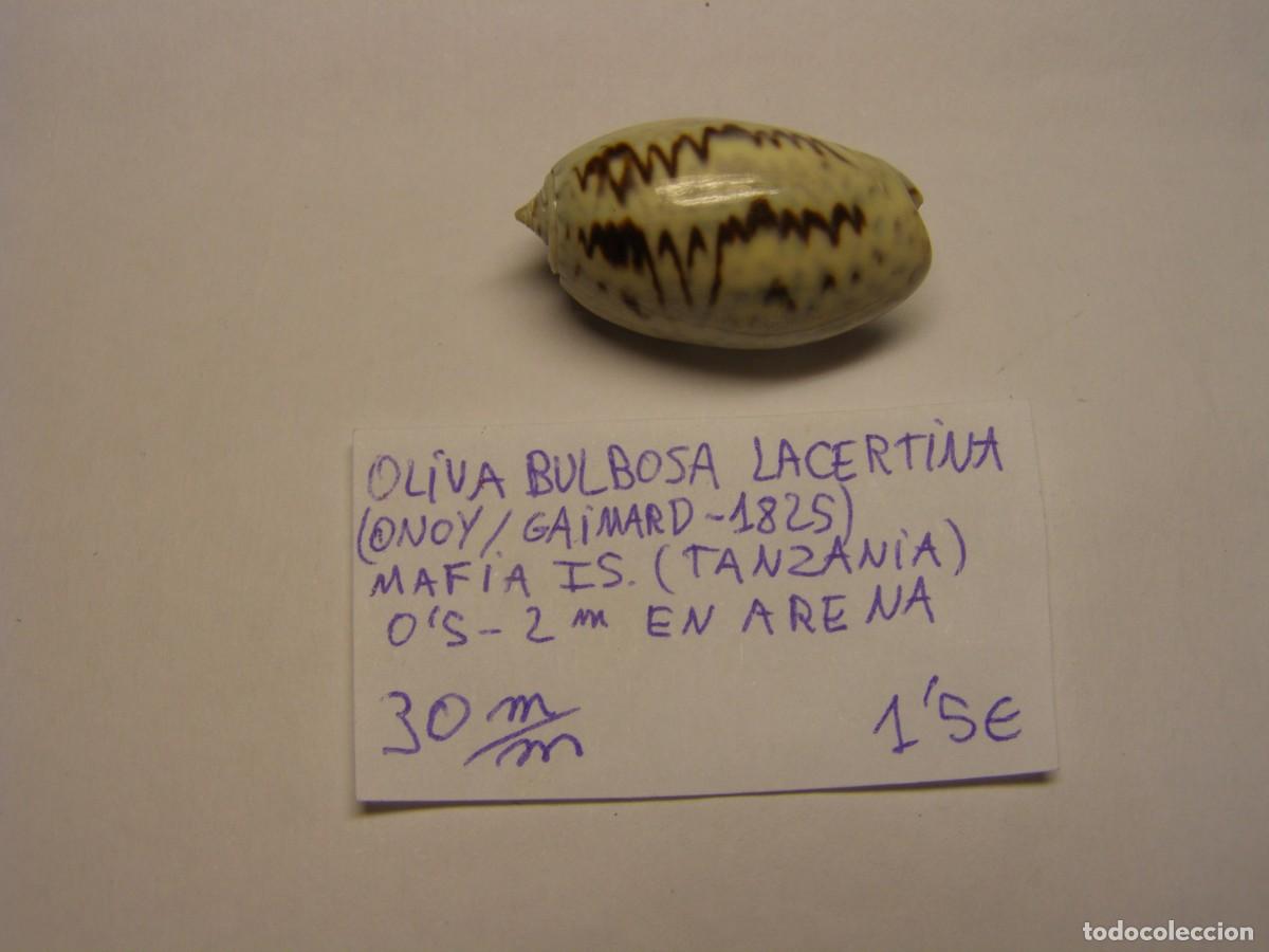 Coleccionismo de moluscos: Caracol snail shell oliva bulbosa lacertina. Tanzania.