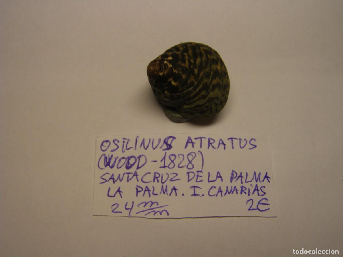 Coleccionismo de moluscos: Caracol snail shell osilinus atratus. Islas Canarias.