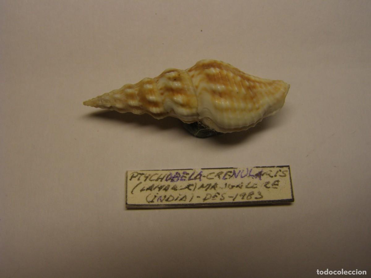 Coleccionismo de moluscos: Caracol snail shell ptychobela crenularis. India.