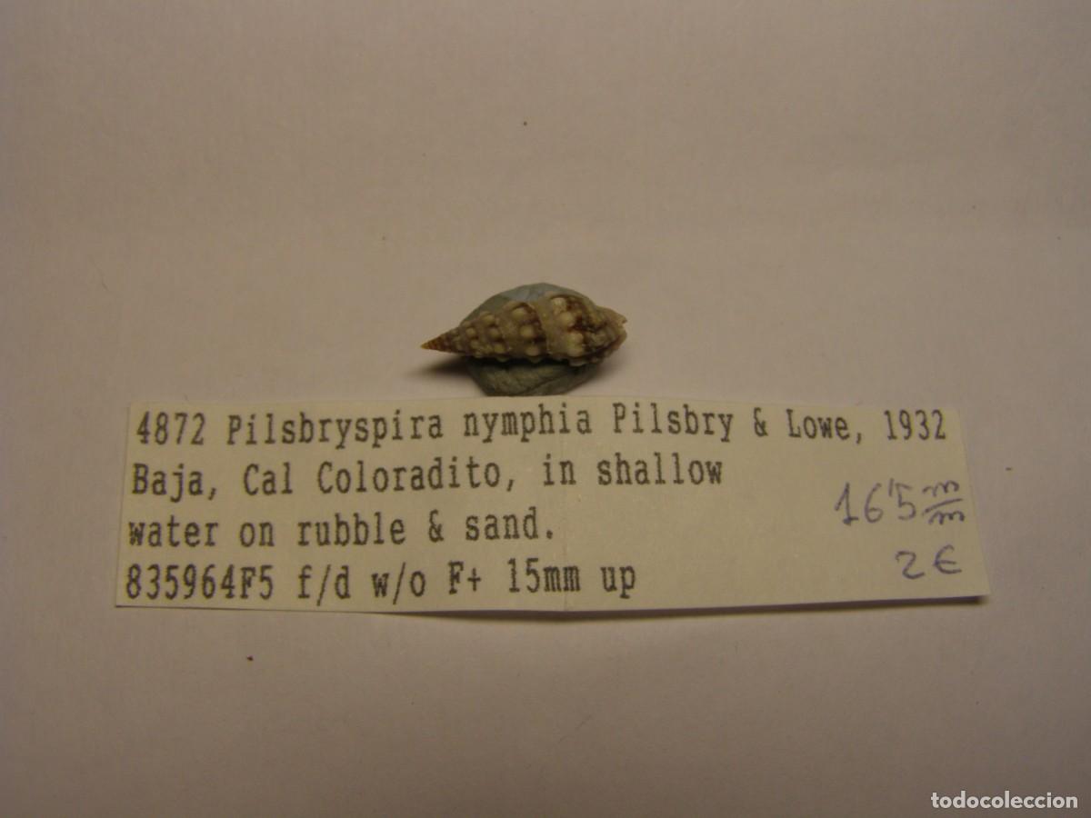 Coleccionismo de moluscos: Caracol snail shell pilsbryspira nimphia. .