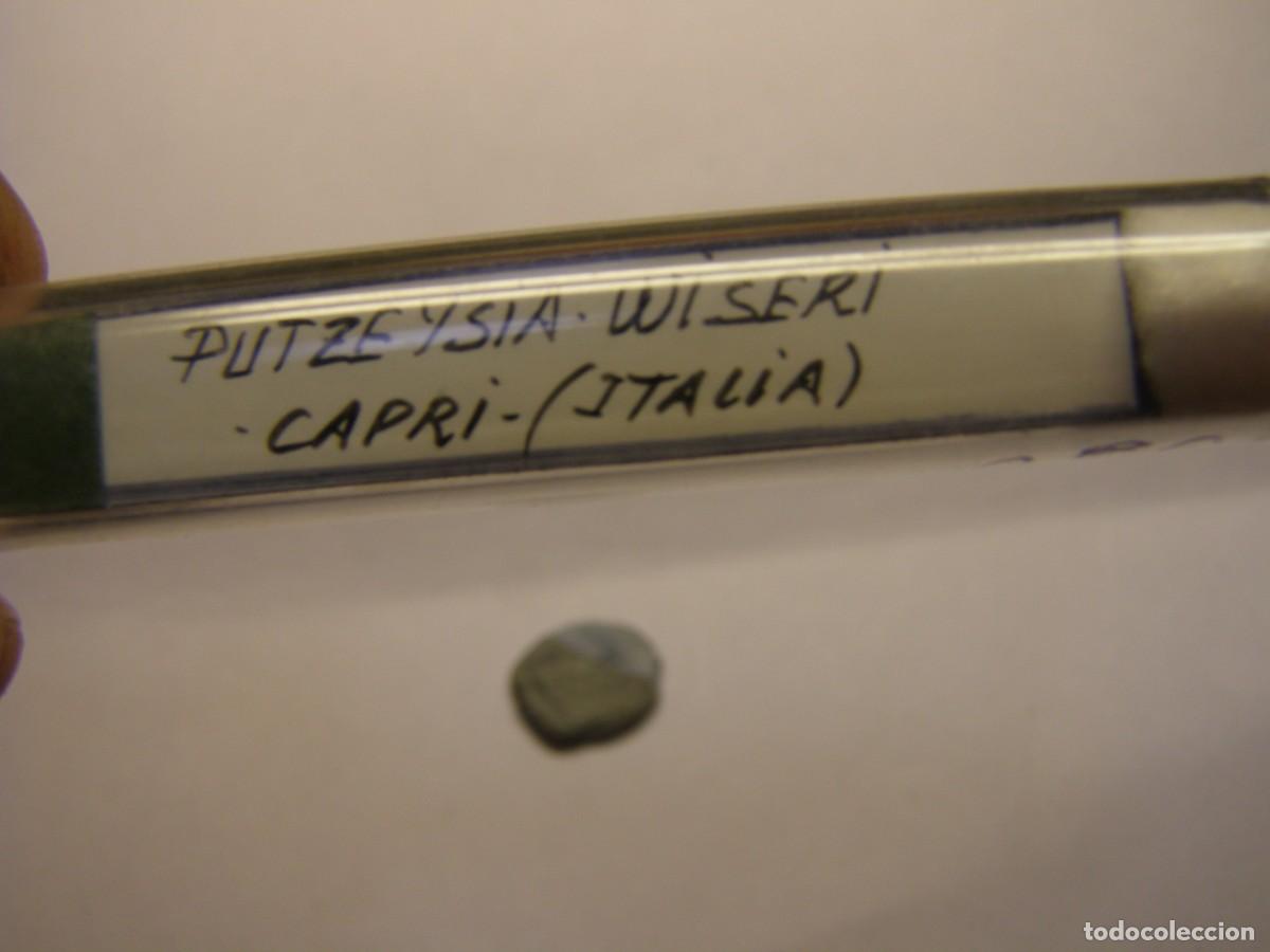 Coleccionismo de moluscos: Caracol snail shell putzeysia wiseri. Italia.