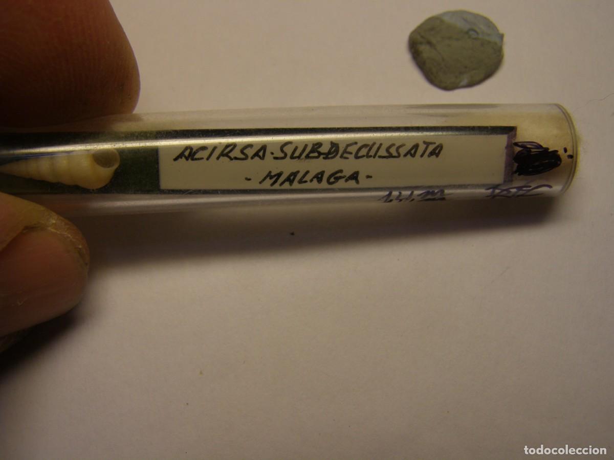 Coleccionismo de moluscos: Caracol snail shell acirsa subdecussata. M&aacute;laga.