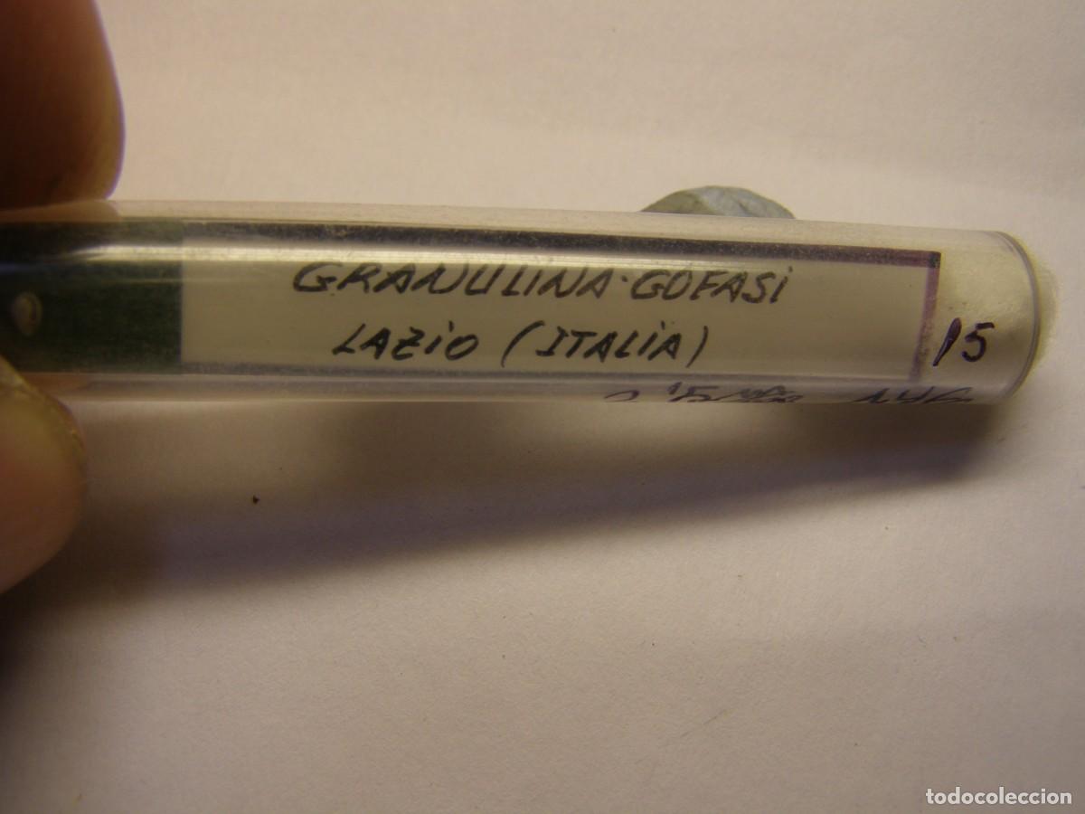 Coleccionismo de moluscos: Caracol snail shell granulina gofasi. Italia.