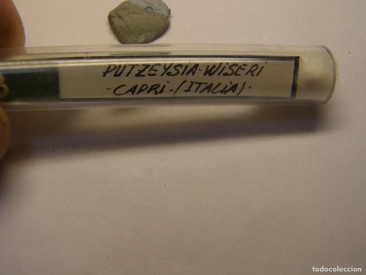 Coleccionismo de moluscos: Caracol snail shell putzeysia wiseri. Italia.