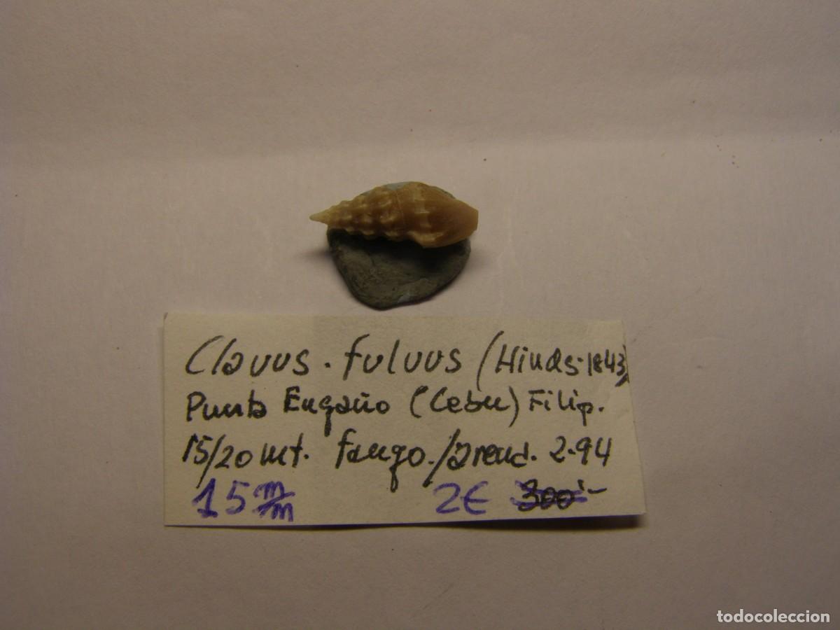 Coleccionismo de moluscos: Caracol snail shell clavus fulvus. Filipinas.
