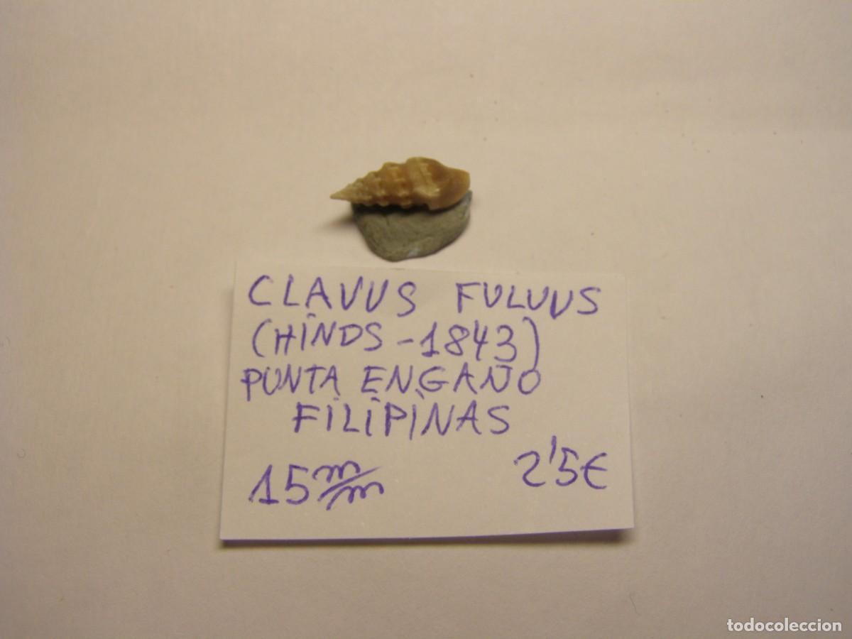 Coleccionismo de moluscos: Caracol snail shell clavus fulvus. Filipinas.