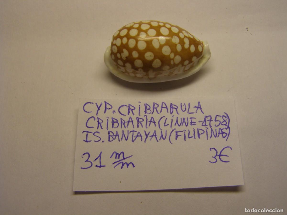 Coleccionismo de moluscos: Caracol snail shell cyp. Cribrarula cribaria. Filipinas.