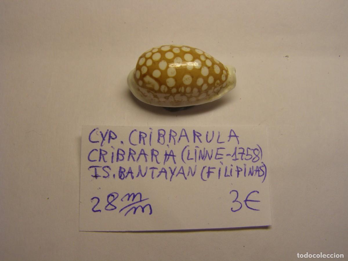 Coleccionismo de moluscos: Caracol snail shell cyp. Cribrarula cribaria. Filipinas.