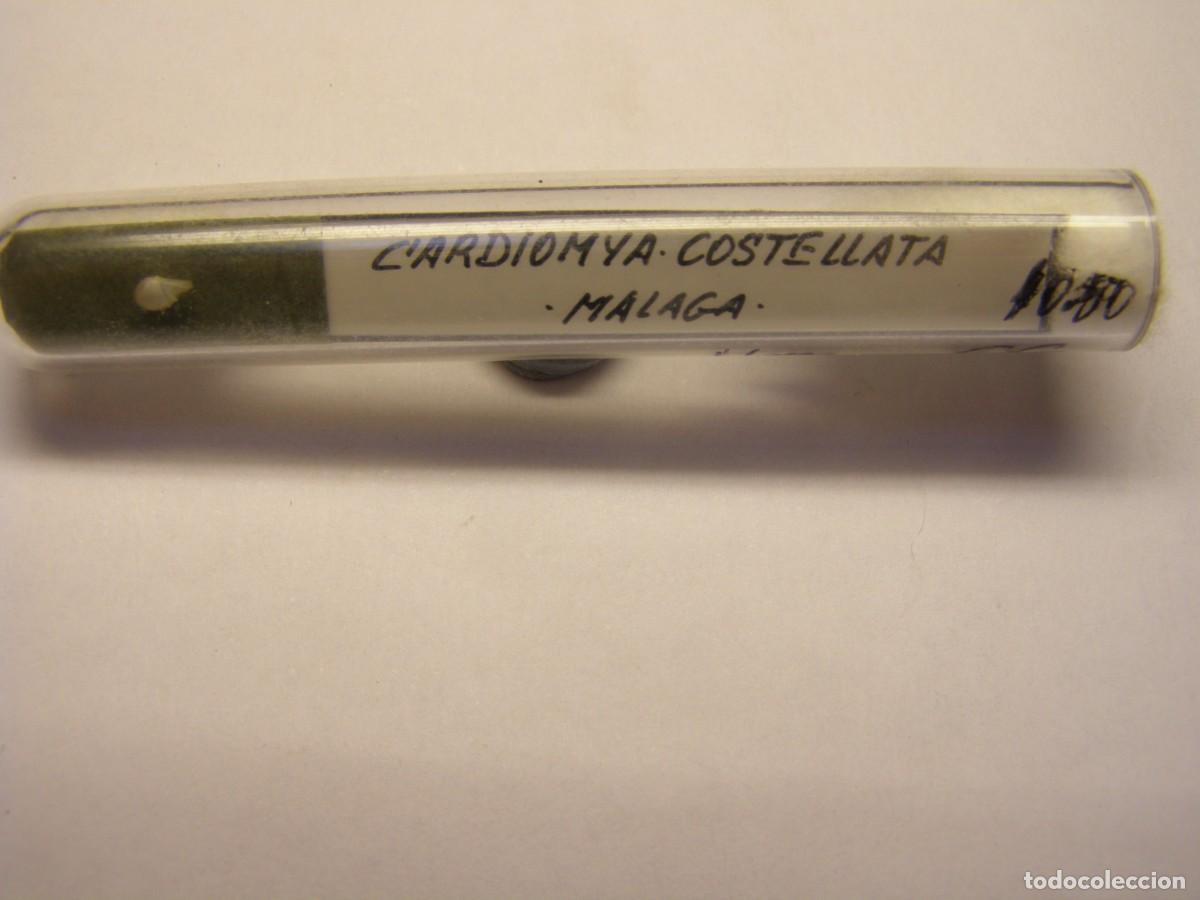 Coleccionismo de moluscos: Bivalvo shell cardiomya costellata. M&aacute;laga.