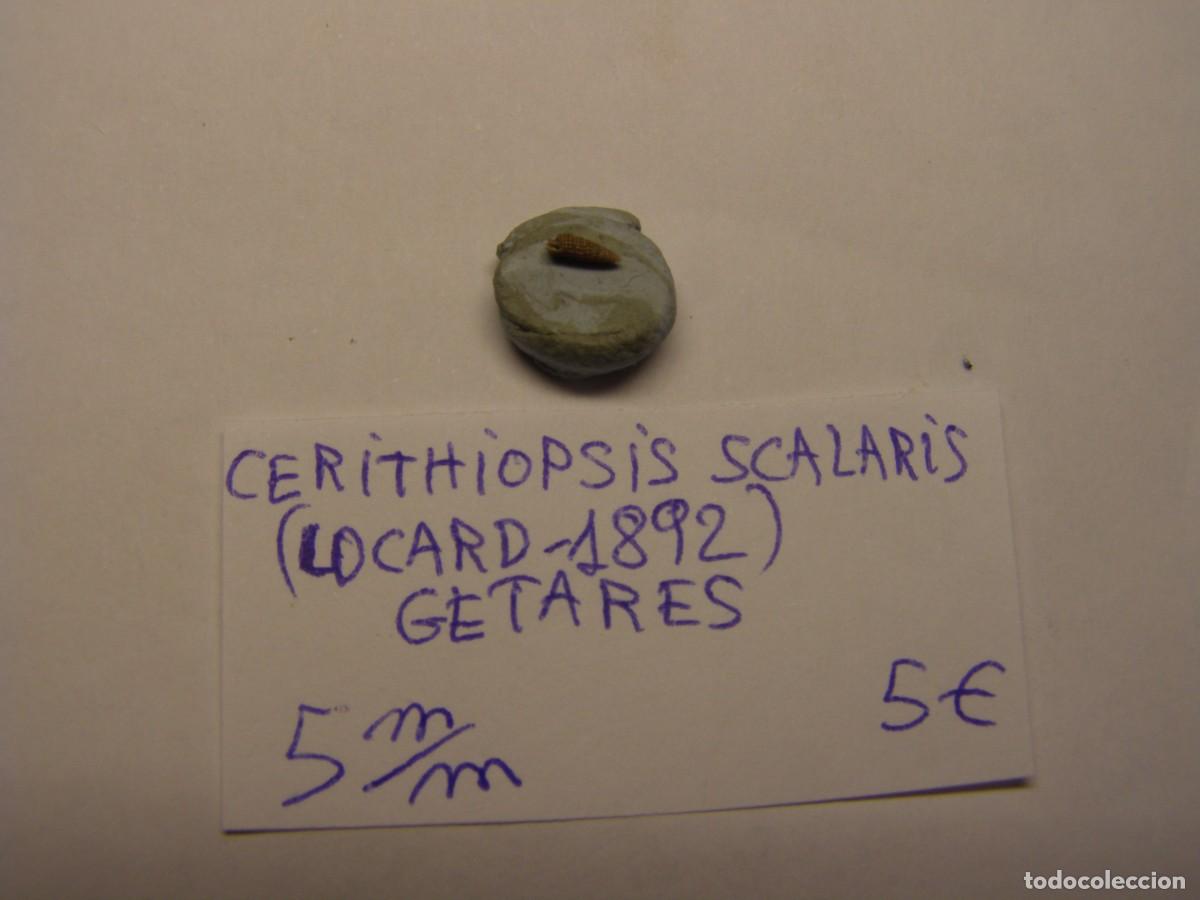 Coleccionismo de moluscos: Bivalvo shell cerithiopsis scalaris. Getares.