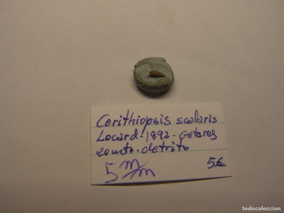 Coleccionismo de moluscos: Caracol snail shell cerithiopsis scalaris. Getares.