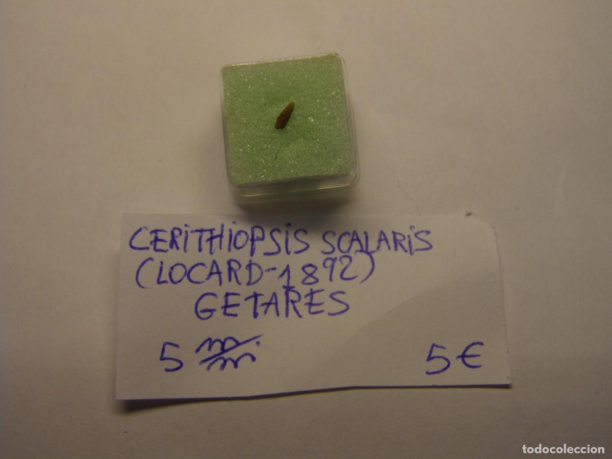 Coleccionismo de moluscos: Caracol snail shell cerithiopsis scalaris. Getares.