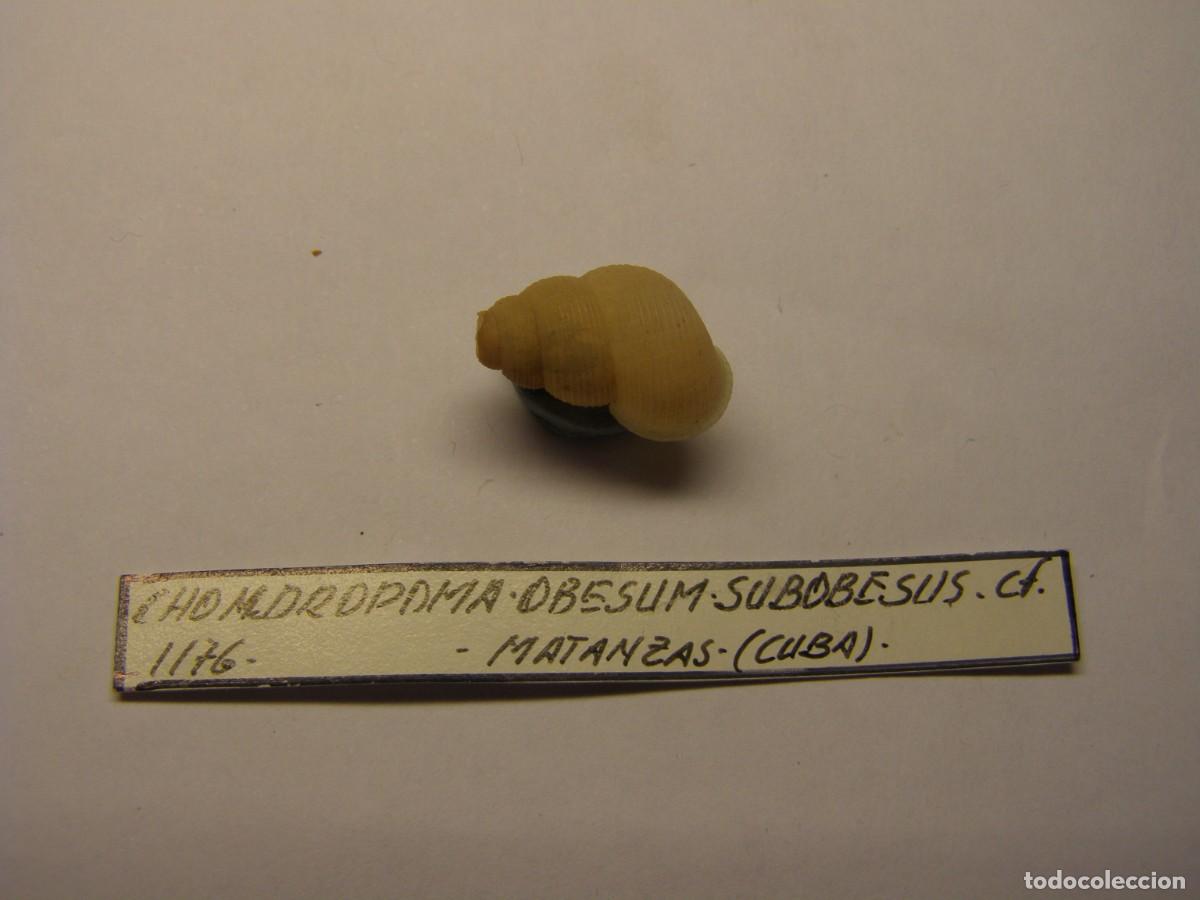 Coleccionismo de moluscos: Caracol snail shell chondropoma obesum subobesus. Cuba.