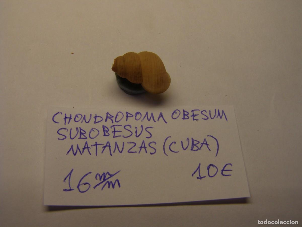 Coleccionismo de moluscos: Caracol snail shell chondropoma obesum subobesus. Cuba.