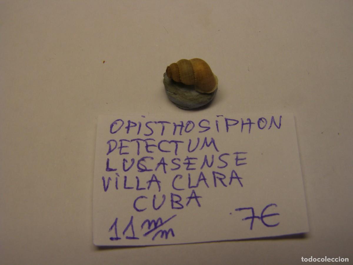 Coleccionismo de moluscos: Caracol snail shell ophistosiphon detectum lucasense. Cuba.