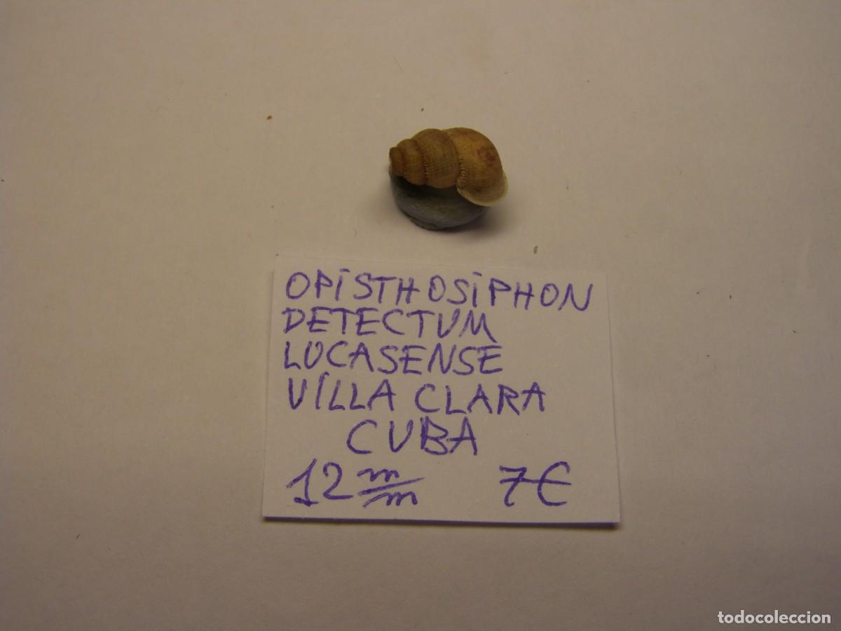 Coleccionismo de moluscos: Caracol snail shell ophistosiphon detectum lucasense. Cuba.