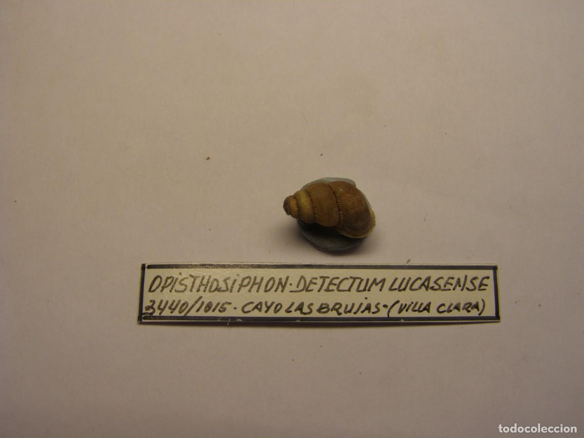 Coleccionismo de moluscos: Caracol snail shell ophistosiphon detectum lucasense. Cuba.