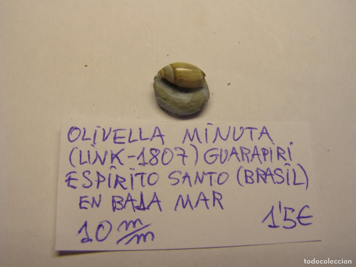 Coleccionismo de moluscos: Caracol snail shell olivella minuta. Brasil.