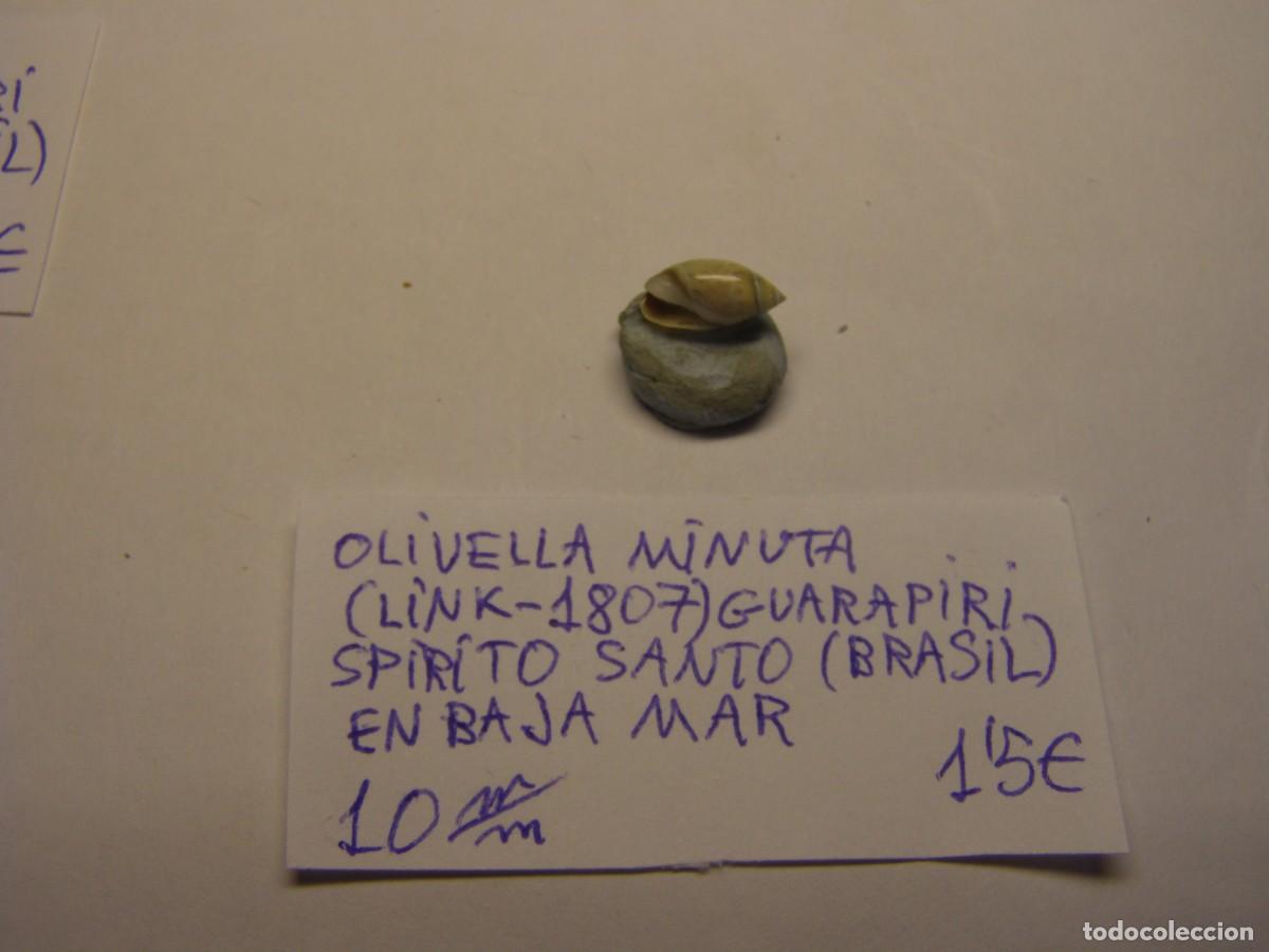 Coleccionismo de moluscos: Caracol snail shell olivella minuta. Brasil.