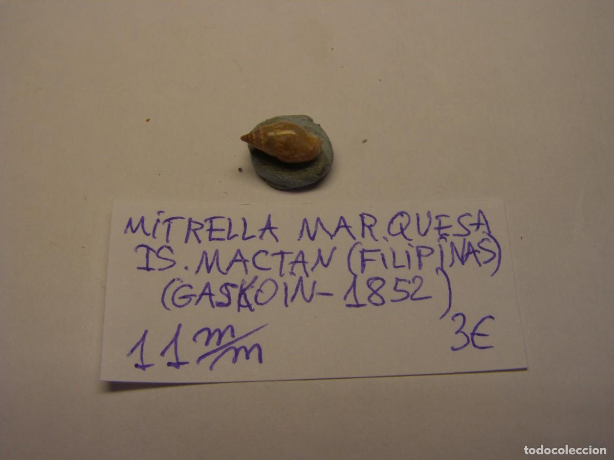 Coleccionismo de moluscos: Caracol snail shell mitrella marquesa. Filipinas.