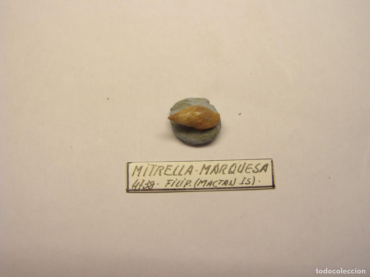 Coleccionismo de moluscos: Caracol snail shell mitrella marquesa. Filipinas.