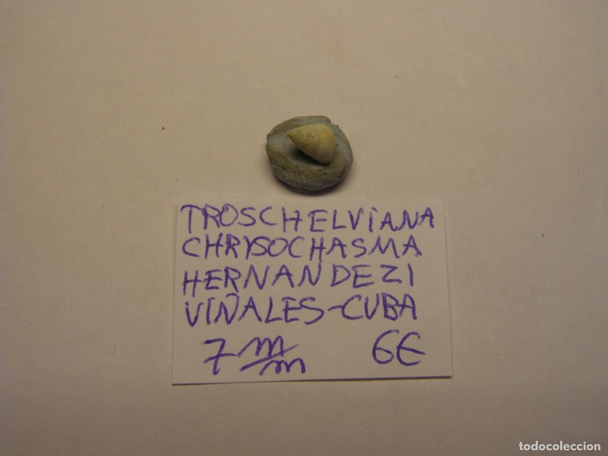 Coleccionismo de moluscos: Caracol snail shell troschelviana chrysochasma hernandezi. Cuba.